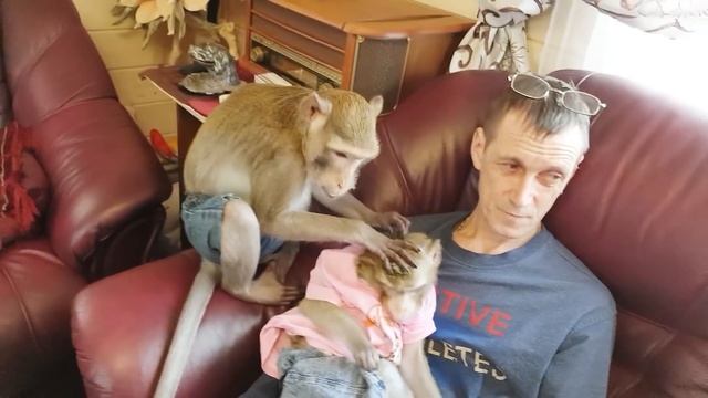 Домашние Макаки: В Кругу Семьи смотреть онлайн