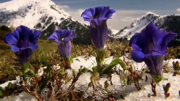 Цветы на снегу.  Gluck  Melodie