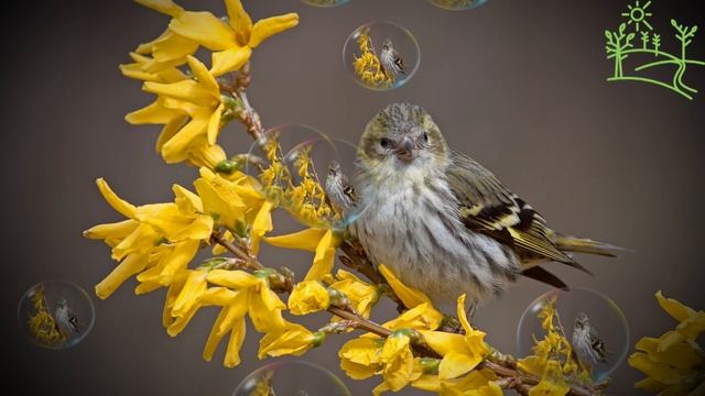Голоса птиц Как поёт Чиж (Spinus spinus) смотреть онлайн