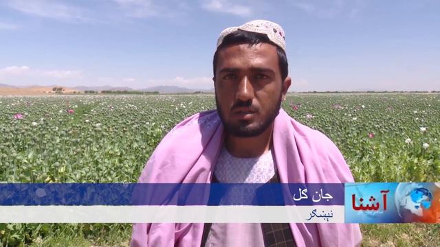 په کندهار کې د کوکنارو د کروندو نېښګر смотреть онлайн