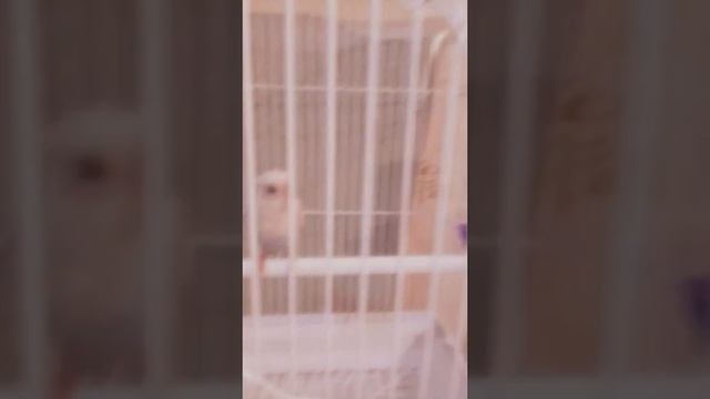 Лечение чесоточного клеща у волнистых попугаев смотреть онлайн