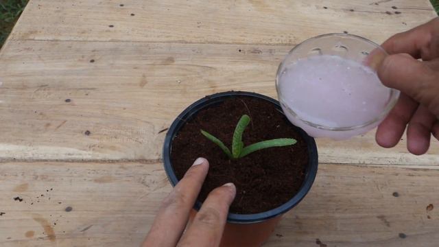 How to grow and care aloe vera simple and effective with updates смотреть онлайн