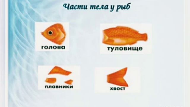 # Stay Home. Учимся дома.