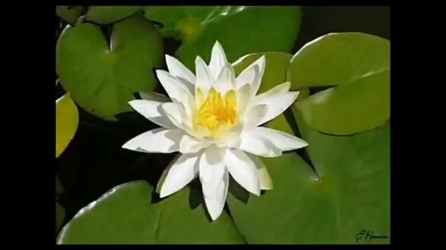 Yogeshwaraya Mahadevaya | Sadhguru And Sounds Of Isha | Shiva Stotram