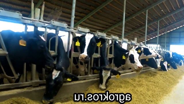 Молочные породы крупно рогатого скота оптом живым весом по РФ и СНГ. Оптовая торговля. смотреть онлайн