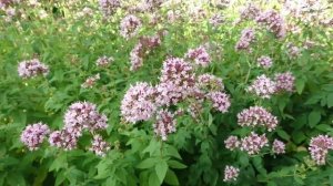 Орегано в саду! Обзор, уход, размножение!