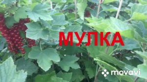Сорт «МУЛКА» КРУПНОПЛОДНАЯ красная смородина/ Red currant ,,Mulka,,