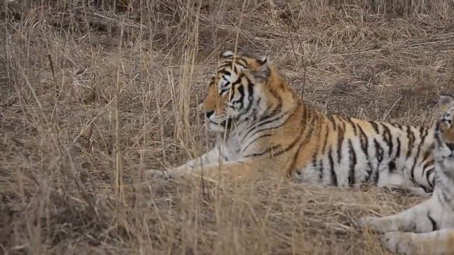 Харбин. Тигры смотреть онлайн