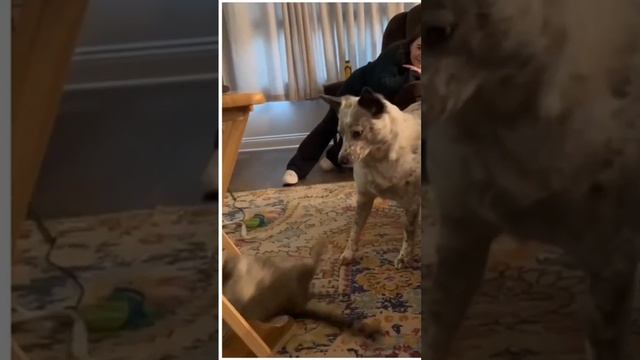 Хорошего дня вам ❤️ #мейнкун #друзья #шпиц #а4 #врек #папа #9мая #луч #мама #acmr смотреть онлайн