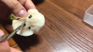 Как вырастить МАРАКУЙЮ!!! НАКОНЕЦ ТО ПРОРОСЛА!!!