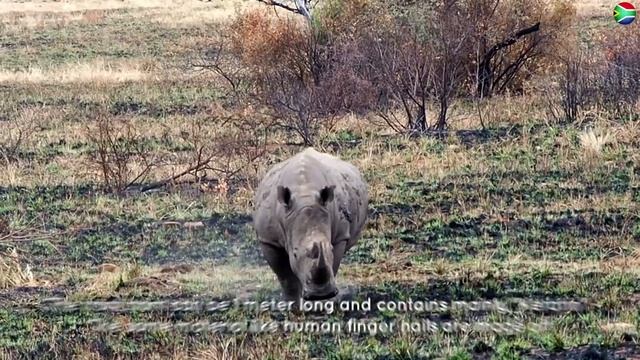 Pilanesberg National Park - Game Drives And Safari; Close To Johannesburg | Leopard Sighting