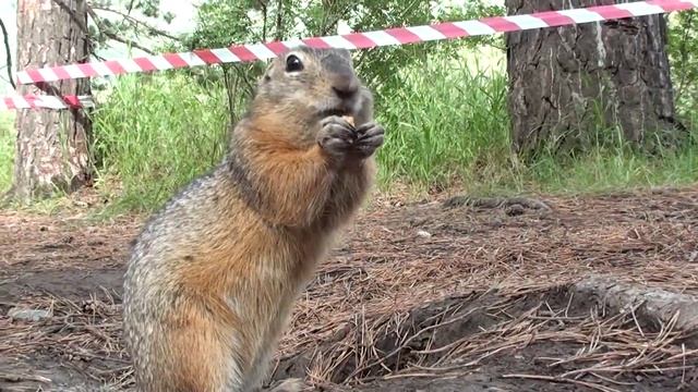 Емуранки (местная разновидность сусликов) на АТР-2011 смотреть онлайн