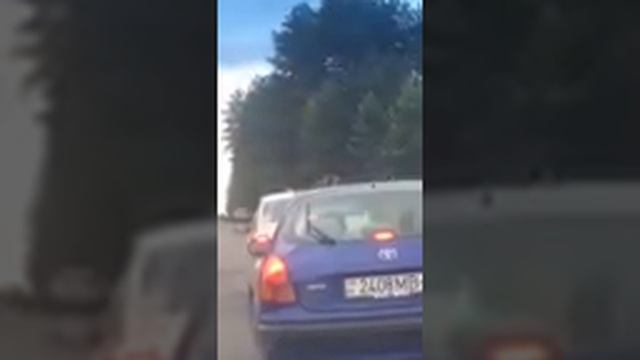 Лось в Колодищах смотреть онлайн