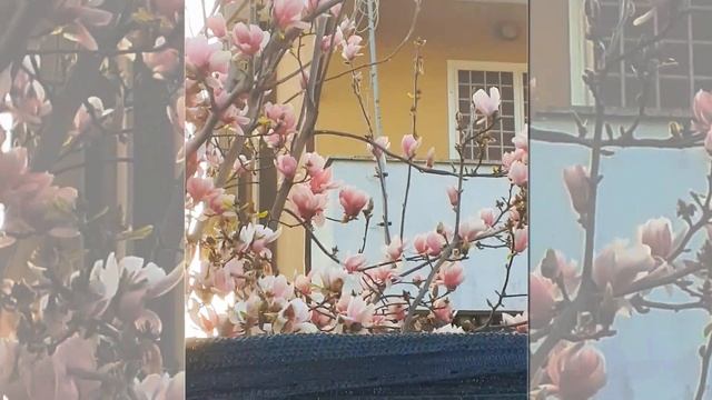ИТАЛЬЯНСКАЯ ВЕСНА. смотреть онлайн