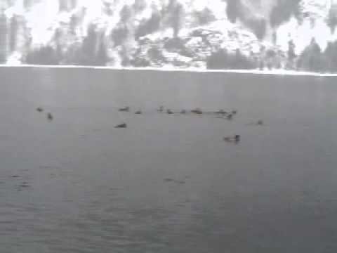 Уточки на Енисее смотреть онлайн