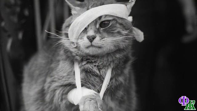 - Разлёгся здесь, КОТЯРА вонючий! Вон из подъезда! – мужчина выпнул КОТА в приоткрытую дверь… смотреть онлайн