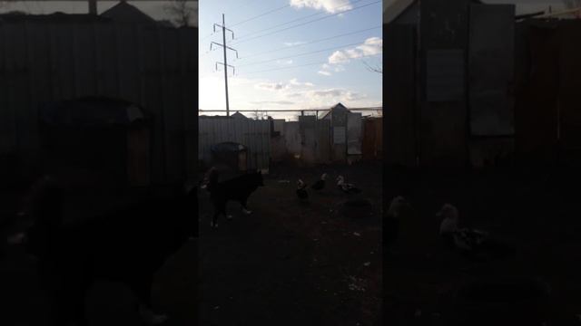 Индоутка асырау 07.04.2022 ж.Бүгін біраз индоуткаға қарап,оларды жайып алма және виноград беріп смотреть онлайн