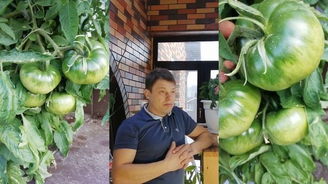 вся правда о томате монгольский карлик описание сортов томата смотреть онлайн