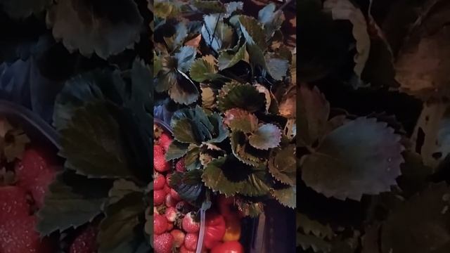 Сад,теплица,огород...пятница,очень ветрено...собираю урожай... смотреть онлайн