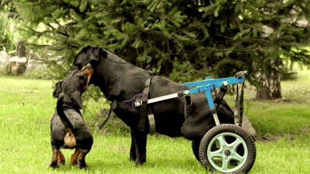 Labradorka Tila do adopcji смотреть онлайн
