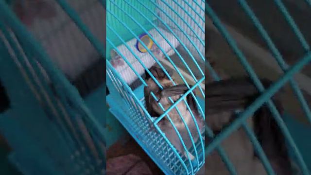 Летучая мышь дома смотреть онлайн