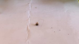 Желтеет туя, сохнет хвоя на можжевельнике... Осмотр  хвойных в саду. Чем обработать?