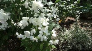 Почему я пересадила жасмин махровый Сноубель ? Цветущие кустарники для сада.