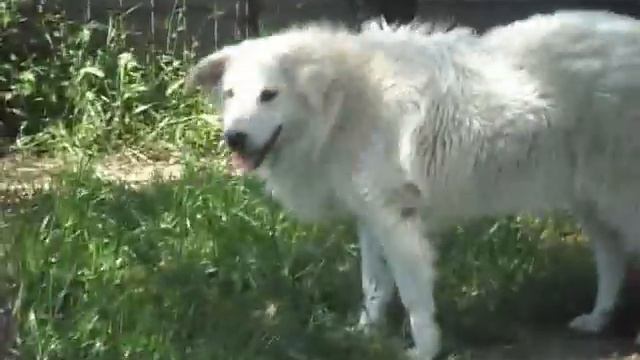 Abruzzese Shepherd dog смотреть онлайн