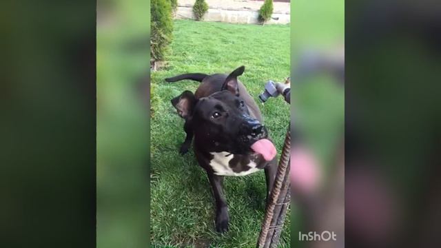 Я царь #зверей#....