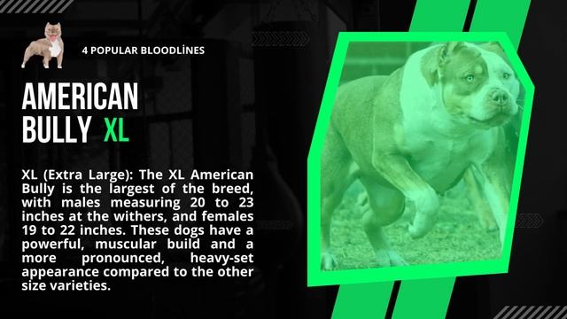 American Bully Bloodlines: Razor's Edge, Gottiline, Remyline, Daxline смотреть онлайн