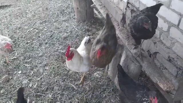 В гостях у моей мамули!!! Май 2020. Видео для любителей цветов!!! смотреть онлайн