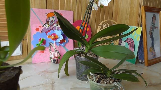 определяем возраст орхидеи Сколько лет живут орхидеи в домашних условиях? смотреть онлайн