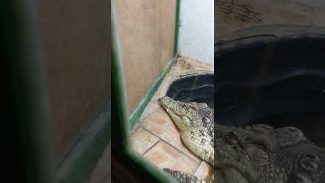 Иркутский зоопарк смотреть онлайн