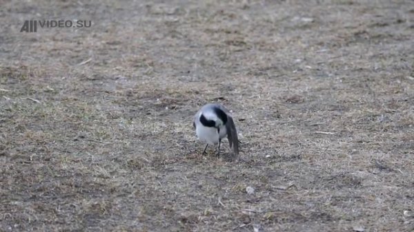 Прикольная трясогузка. Wagtail. AllVideo.