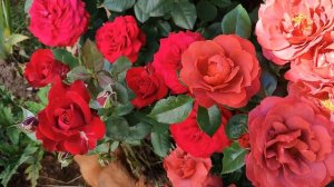 Розы Хот Какао и Изи Даз Ит в Подмосковье