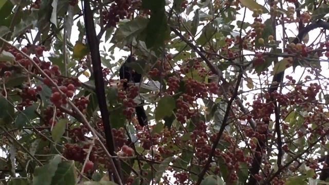 Новороссийск| ЧТО ЭТО ЗА ДЕРЕВО?//ЧЁРНЫЙ ДРОЗД/ смотреть онлайн