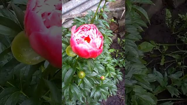 Пион Корал шарм (Coral charm) смотреть онлайн
