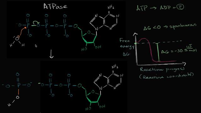 ATP hydrolysis mechanism | Energy and enzymes | Biology | Khan Academy смотреть онлайн