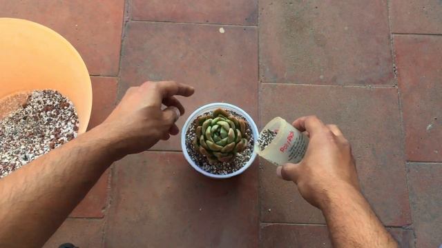 PREMIUM SUCCULENT MITTI смотреть онлайн