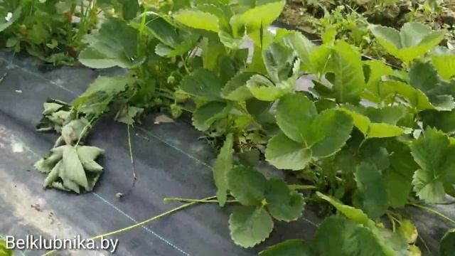 Брилла или Альба_? Вот в чём вопрос_?.mp4 смотреть онлайн