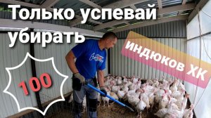 Деревенские будни. Как содержим индюков. Индюки на бетоне. Подстилка для индюков. Уборка.