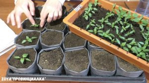 Пикирую сладкие, острые перцы от 11.03.22/ #деревня/ #рассада/ #перец #весна