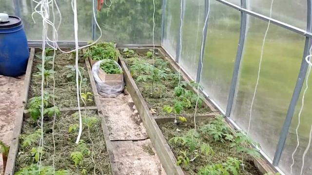 Дача///Обзор///Вишня цветет/// смотреть онлайн