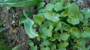 ДОРОНИКУМ...    ЧТО ЭТО?