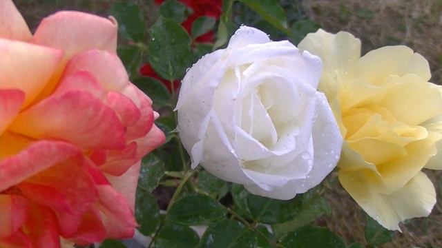 love poem, short, beautiful and romantic смотреть онлайн