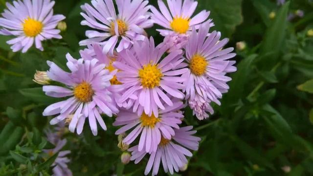 СЕНТЯБРИНКИ ФИОЛЕТОВЫЕ: сиреневые и лиловые осенние цветы, цветут в СЕНТЯБРЕ смотреть онлайн