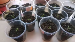 КАК ВЫРАСТИТЬ ПРОСТРЕЛ ИЗ СЕМЯН