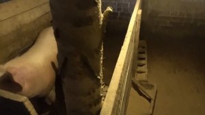 Ура!Долгожданная посылка. Соевый шрот.Рецепт для молодняка свиней.