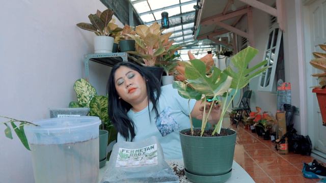 Repotting Monstera Marmorata and Alocasia Zebrina Reticulata смотреть онлайн