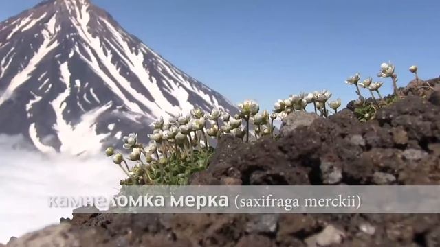 камнеломка мерка смотреть онлайн